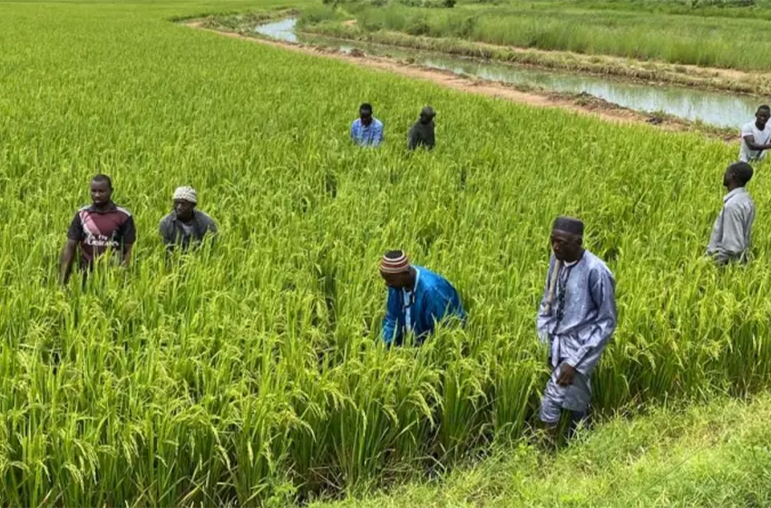  Mali : Campagne agricole 2022 – 2023 : des rendements menacés ?